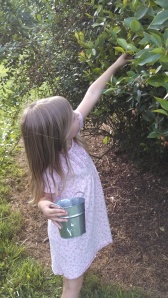 C reaches for the berries